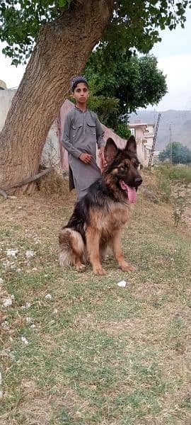 female German Shepherd age 13 months haripur kpk 4