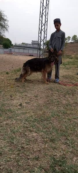 female German Shepherd age 13 months haripur kpk 6