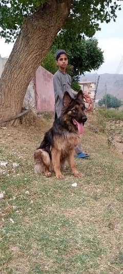 female German Shepherd / GSD / Dog / German Dog