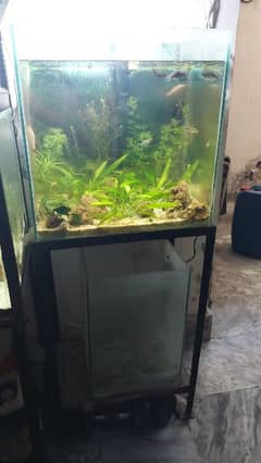 two aquarium and stand only without  accessories and fishes package