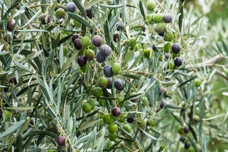 olive zaiton natural 03003826626 2