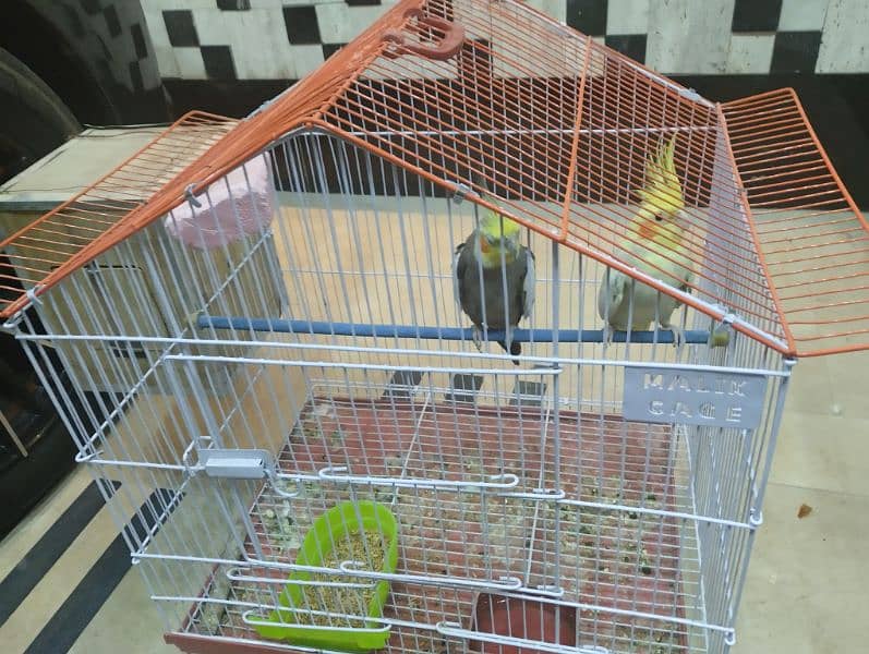 with cage and 1 box breeder pair 4