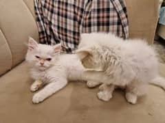 Persian breed white fur 100% health four months kittens