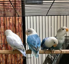 lovebirds for sale blue Opaline / blue fisher/dilute available