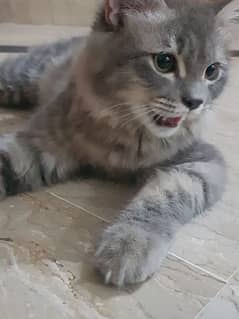 Pure Persian cat 0
