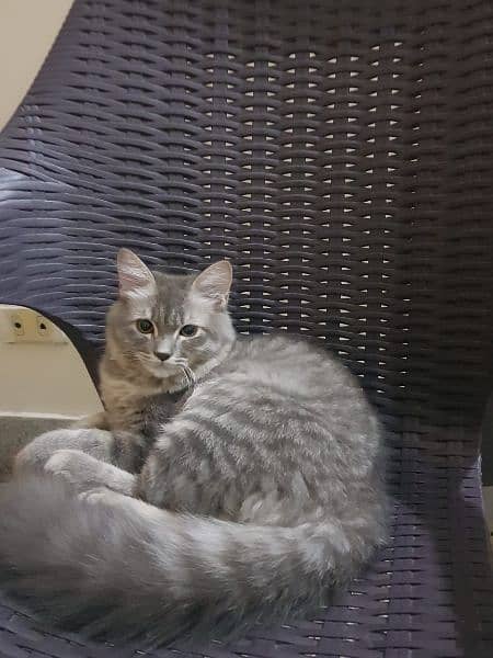 Pure Persian cat 3