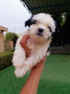 Shihtzu poodle shihpoo