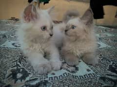 Persian cat triple coat babies