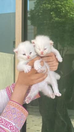 Tripple coated persian kittens PAIR Age: 2 months