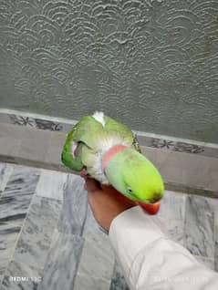 raw parrot hand taan ( talking mittoaaa Sitiya bh Marta ha cat voice )