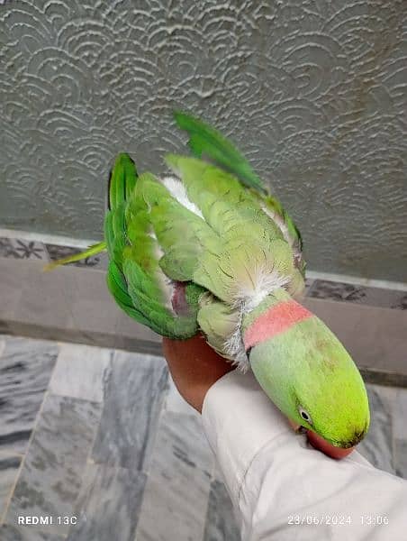raw parrot hand taan ( talking mittoaaa Sitiya bh Marta ha cat voice ) 1