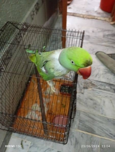 raw parrot hand taan ( talking mittoaaa Sitiya bh Marta ha cat voice ) 2