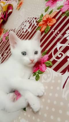 Persian female kittens for sale