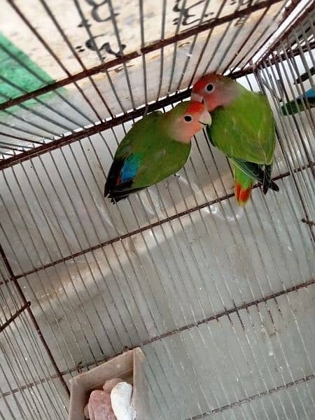 love birds 3