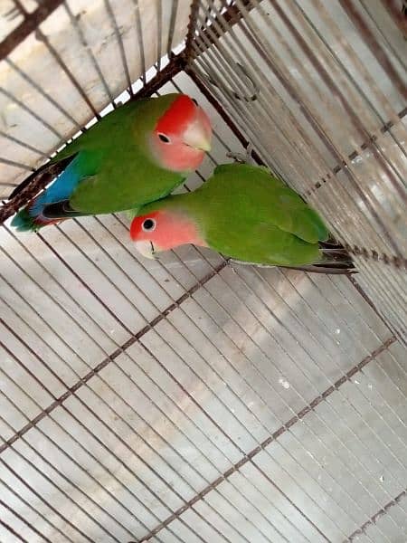 love birds 5