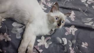 age 5 month siamese