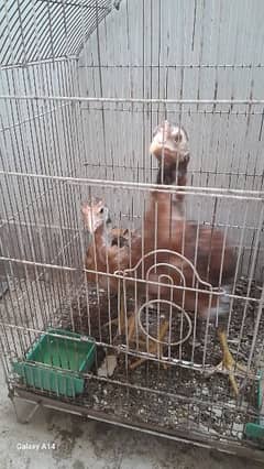 6 Aseel Hen For Urgent Sale