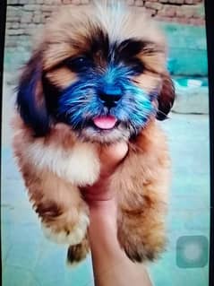 Shih Tzu puppies available