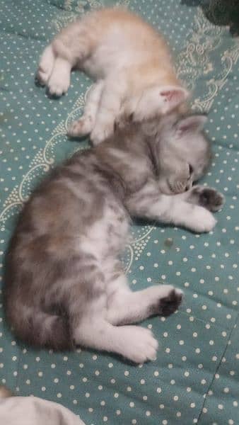 person kittens for sale 5