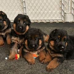 German Shepherd Puppies Male and Female For Sale And Exchange Possible