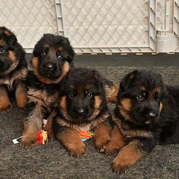 German Shepherd Puppies Male and Female For Sale And Exchange Possible 0