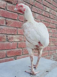 White hen