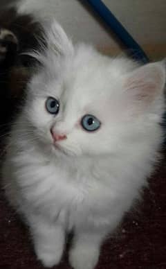 very cute nd Persian triple fur male female