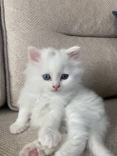 very cute nd Persian triple fur male female