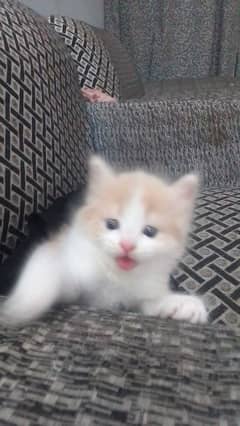 kitten for sell 03242668141