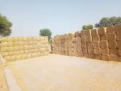 Wheat straw bundle (گندم کے بھوسے کا بنڈل) tori