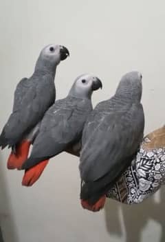 African Grey handtame+Self feed pieces looking for new shelter
