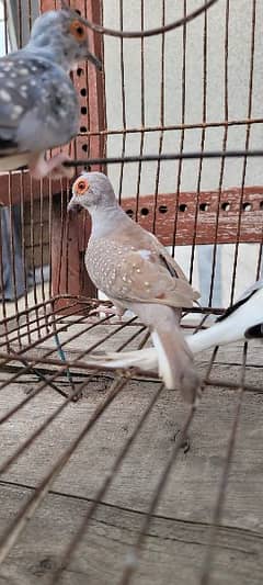 1 red dove male and 2 silver dove breeder  female