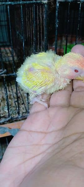 Lovebirds Chicks for Handtame 3