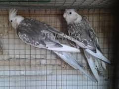 cocktail white face pearl cocktail breeder pair for sale