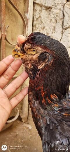kandhari parrot Beak female. 0