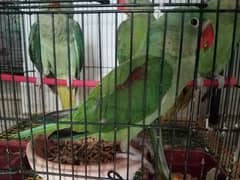 HandTame Self Kashmiri Jumbo Size Pahari Parrot Chick Cont 03362838259