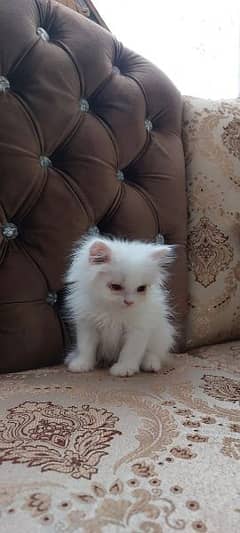 Persian kittens