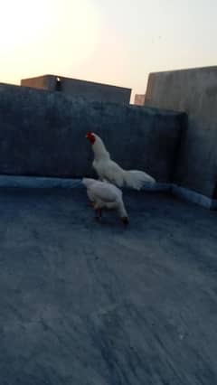 Heera aseel breeder pair