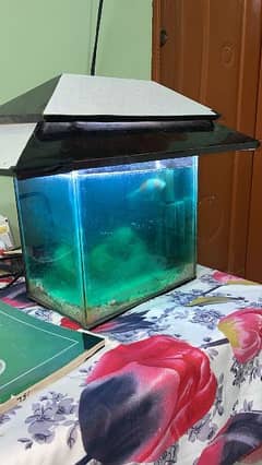 fish with Aquarium for sale