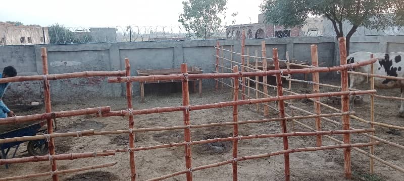 3 kanal dairy farm available for rent 1