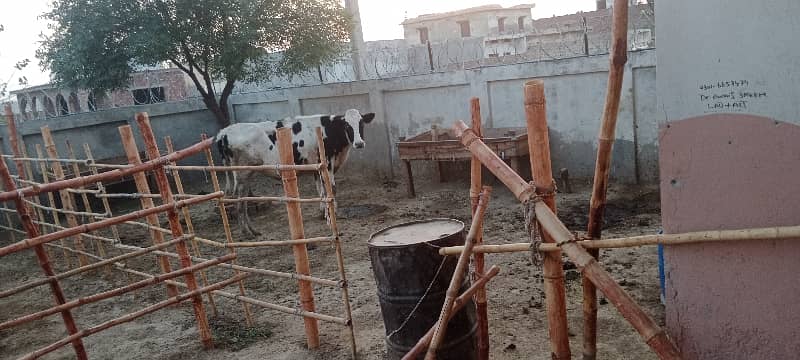 3 kanal dairy farm available for rent 2