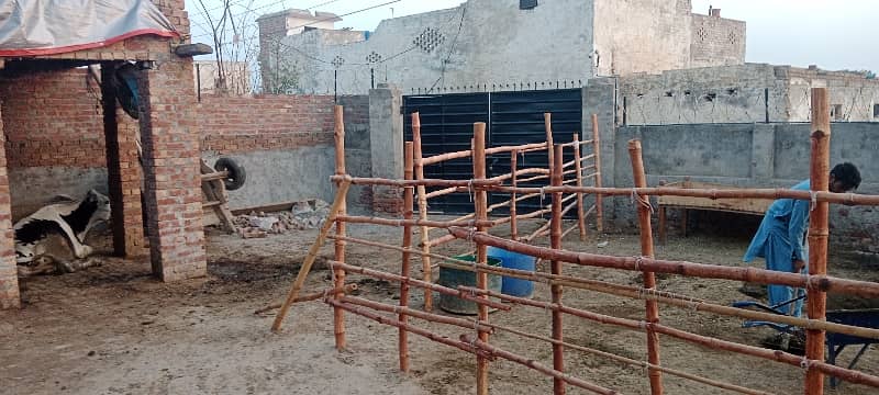 3 kanal dairy farm available for rent 3