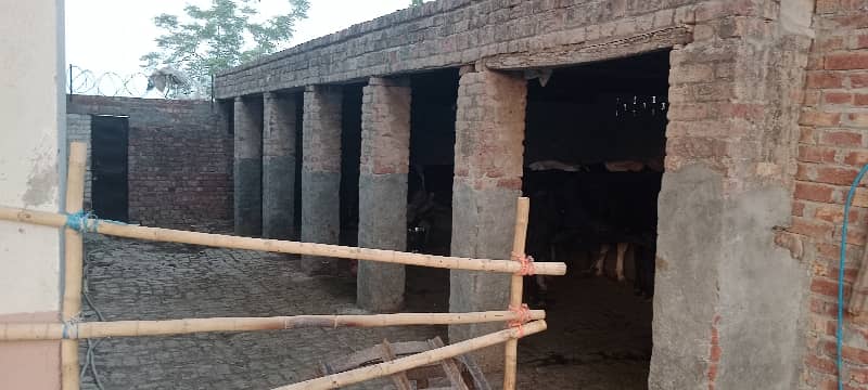 3 kanal dairy farm available for rent 6