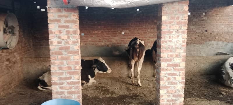 3 kanal dairy farm available for rent 8