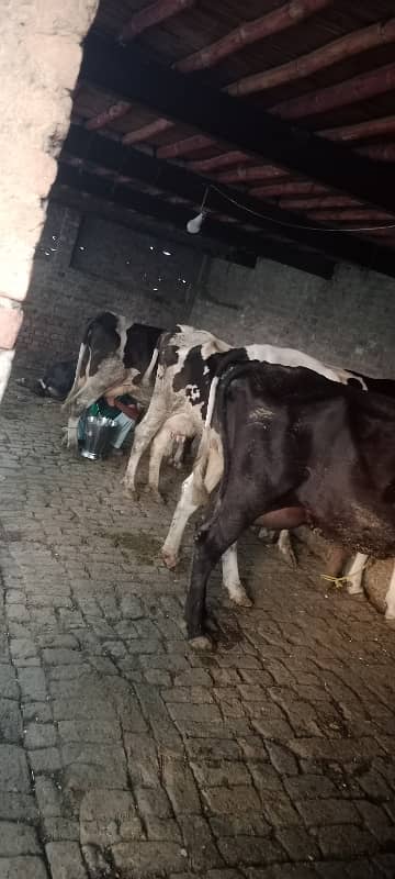 3 kanal dairy farm available for rent 9