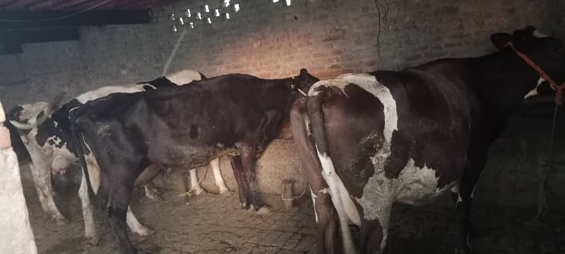 3 kanal dairy farm available for rent 5
