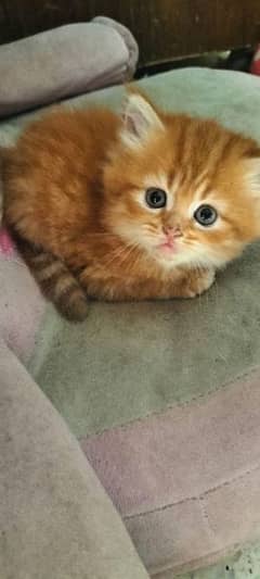 loving ginger female kitten 0