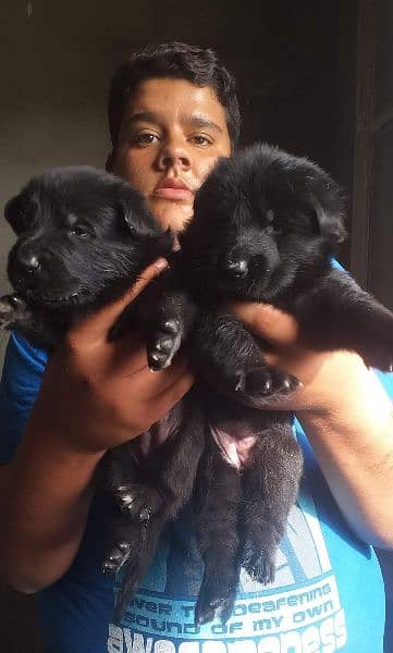 black Shepherd puppy for sale 1
