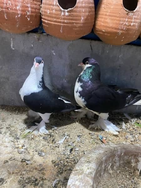 Fancy breeder pair contact me on whatsapp 0/3/0/0/8/2/6/4/6/6/0 7