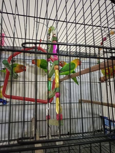 Pair of lovebirds at low price 3